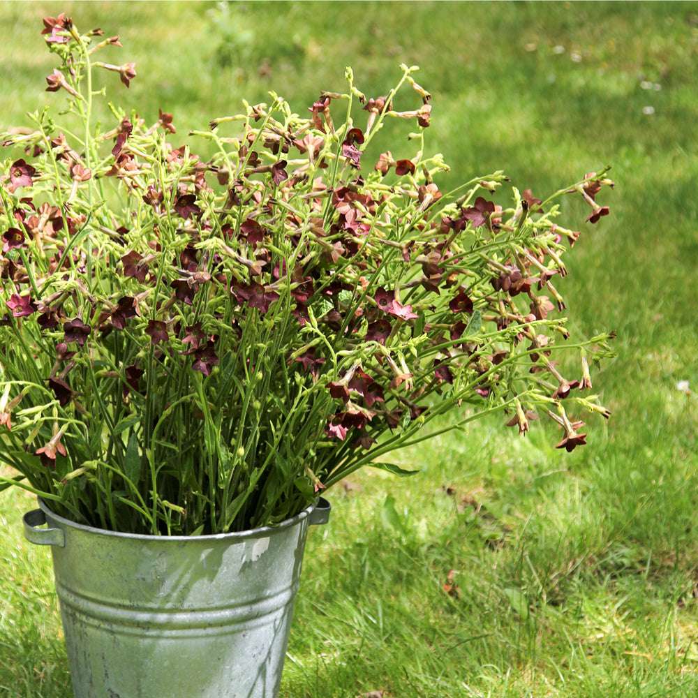 Bluehende Pflanze Ziertabak - Nicotiana x hybrida 'Bronze Queen' aus der Gartenzauber-Saatgutserie als Strauß in einem Zinkeimer