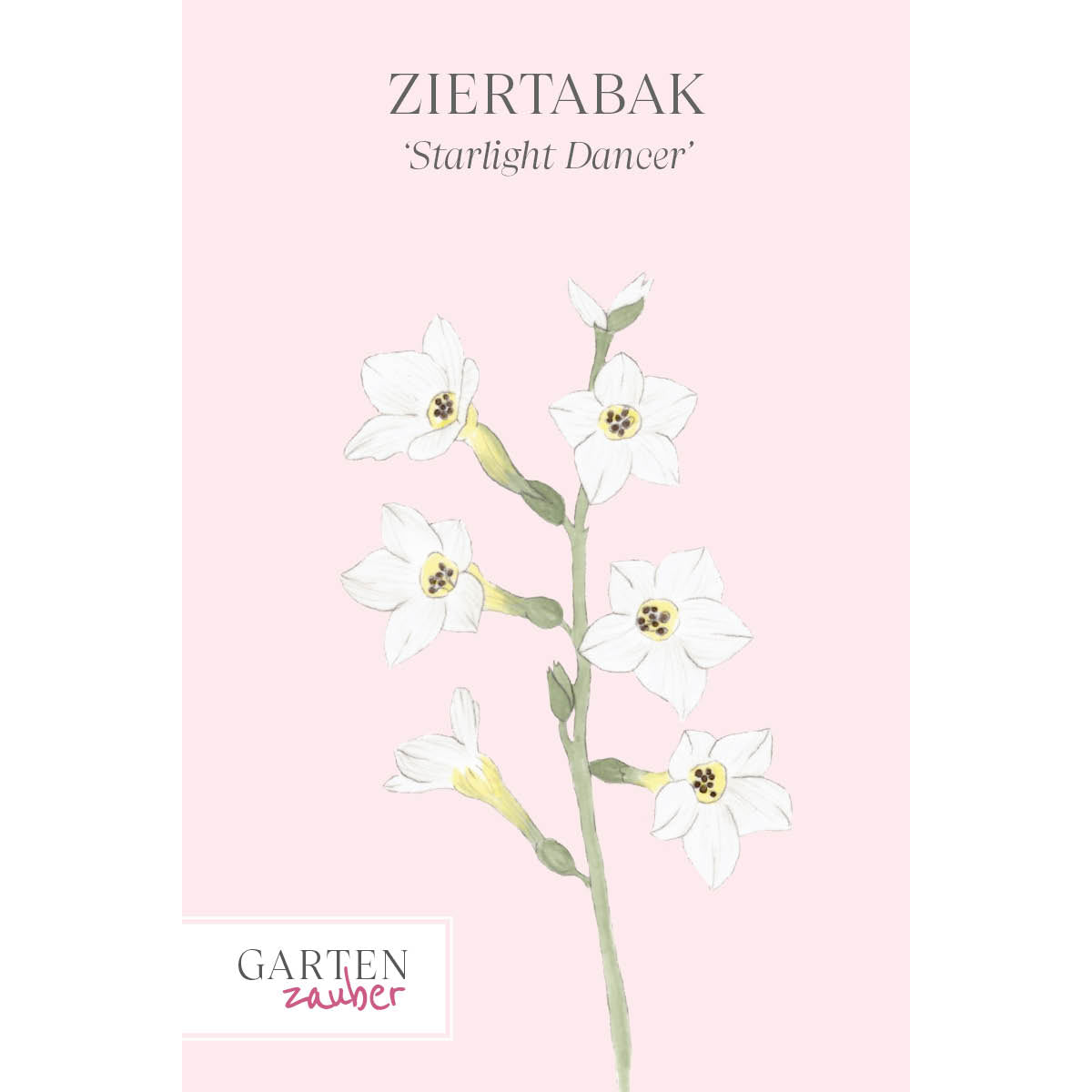 Vorderansicht Saatguttuete  Ziertabak - Nicotiana x hybrida 'Starlight Dancer'  aus der Gartenzauber-Saatgutserie