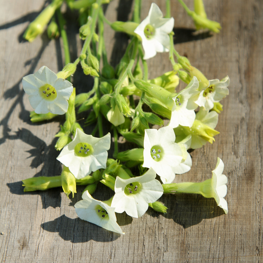 Bluehende Pflanze Ziertabak - Nicotiana x hybrida 'Starlight Dancer'  aus der Gartenzauber-Saatgutserie