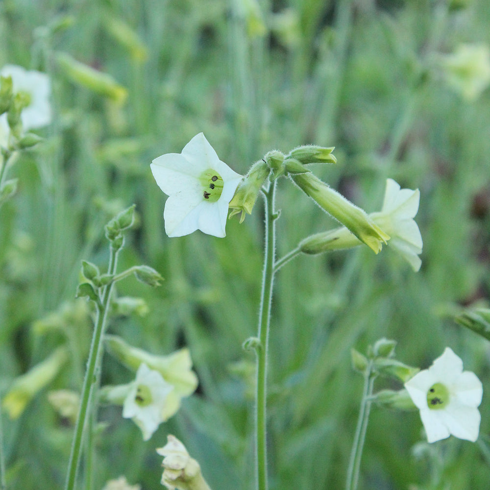 Bluehende Pflanze Ziertabak - Nicotiana x hybrida 'Starlight Dancer'  aus der Gartenzauber-Saatgutserie