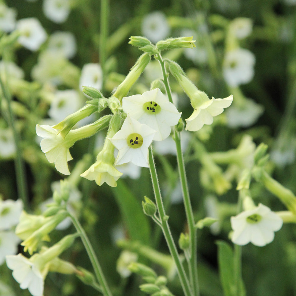 Bluehende Pflanze Ziertabak - Nicotiana x hybrida 'Starlight Dancer'  aus der Gartenzauber-Saatgutserie