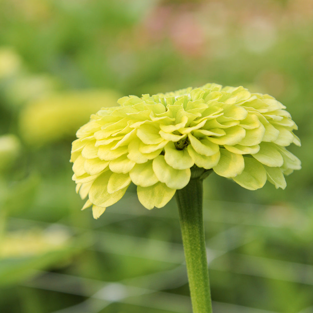 Bluehende Pflanze Zinnie - Zinnia elegans `Benary´s Giant Lime‘ aus der Gartenzauber-Saatgutserie