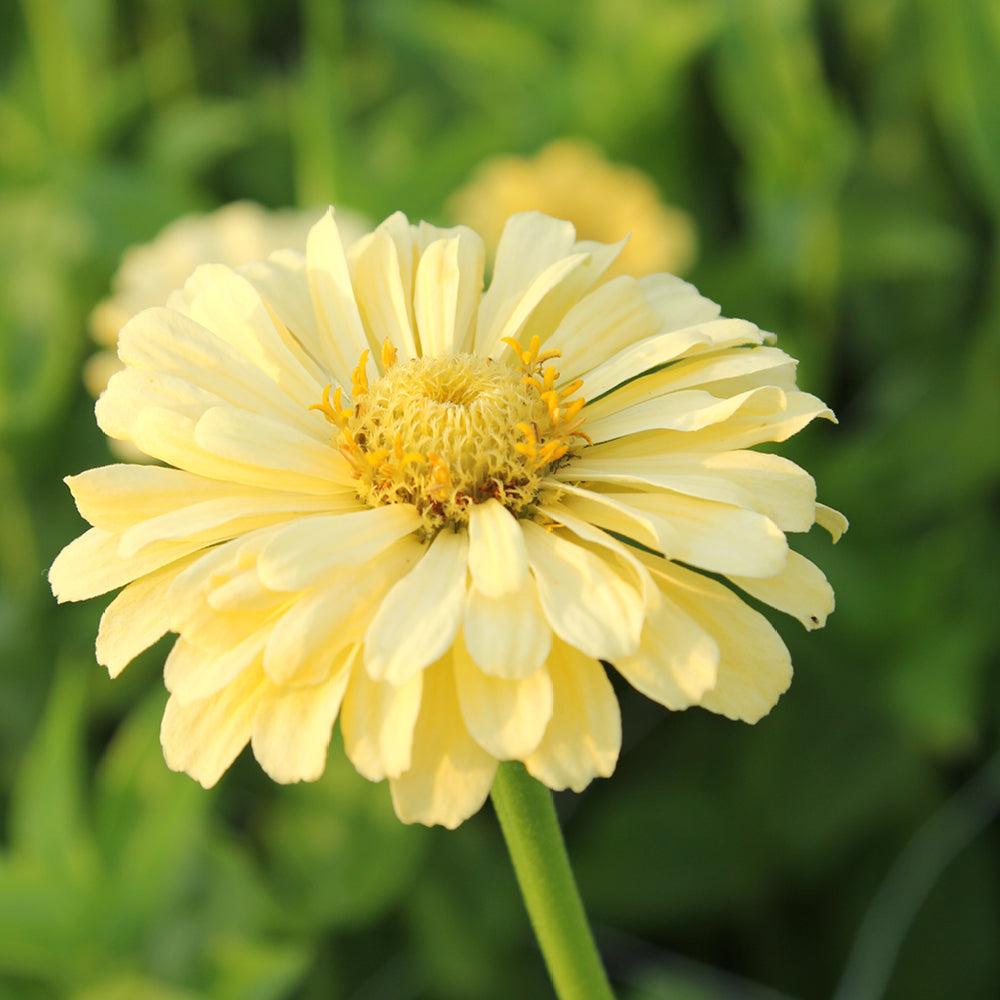 Bluehende Pflanze Zinnie - Zinnia elegans `Isabellina Creamy Yellow ‘ aus der Gartenzauber-Saatgutserie
