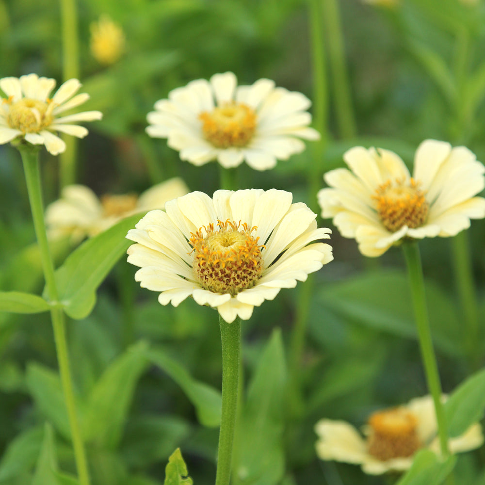 Bluehende Pflanze Zinnie - Zinnia elegans `Isabellina Creamy Yellow ‘ aus der Gartenzauber-Saatgutserie