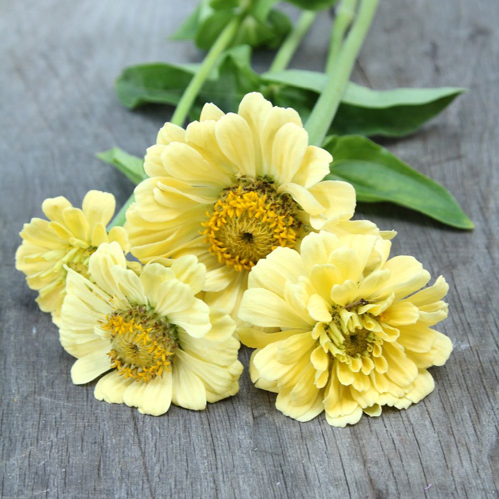 Bluehende Pflanze Zinnie - Zinnia elegans `Isabellina Creamy Yellow ‘ aus der Gartenzauber-Saatgutserie