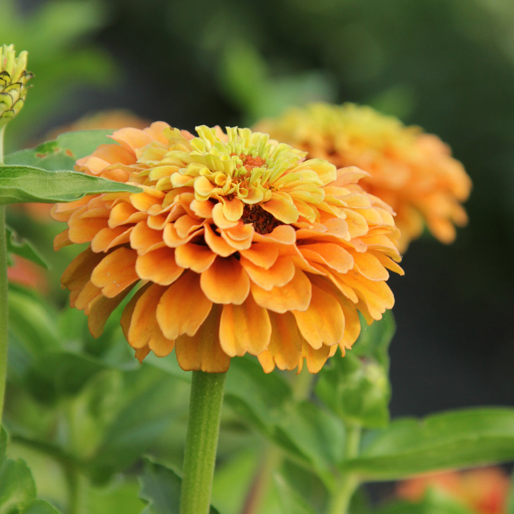 vorderansicht-saatguttuete-zinnie-zinnia-elegans-`queen-lime-orange‘-aus-der-gartenzauber-saatgutserie
