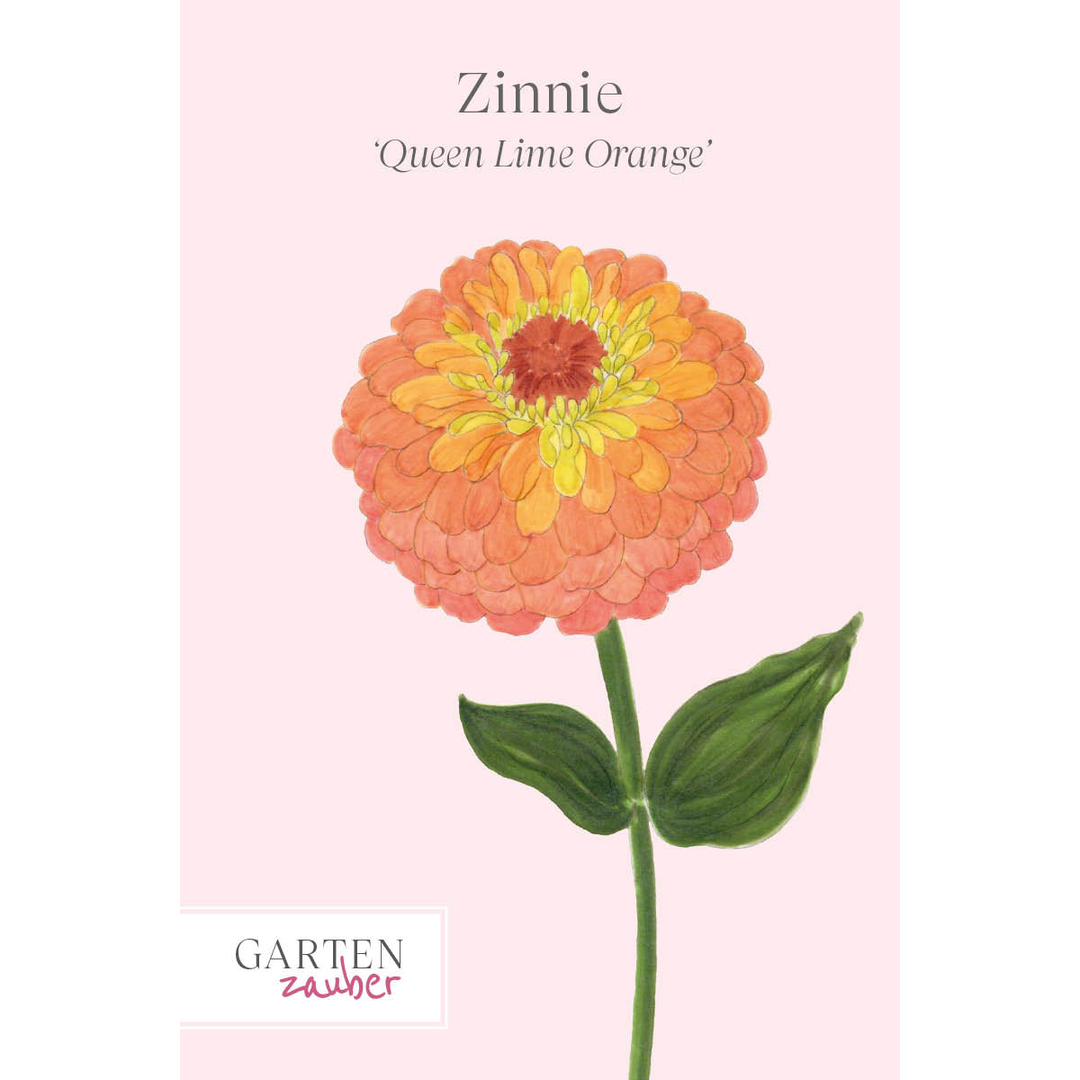 vorderansicht-saatguttuete-zinnie-zinnia-elegans-`queen-lime-orange‘-aus-der-gartenzauber-saatgutserie