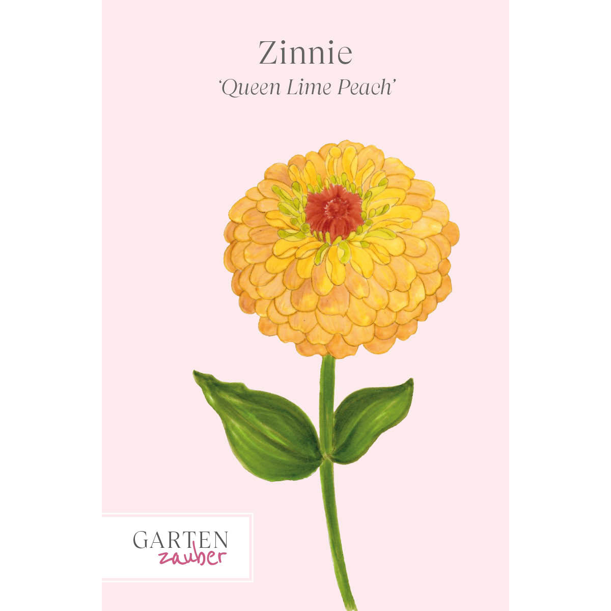 ansicht-bluehende-pflanze-zinnie-zinnia-elegans-‘queen-lime-peach‘-aus-der-gartenzauber-saatgutserie