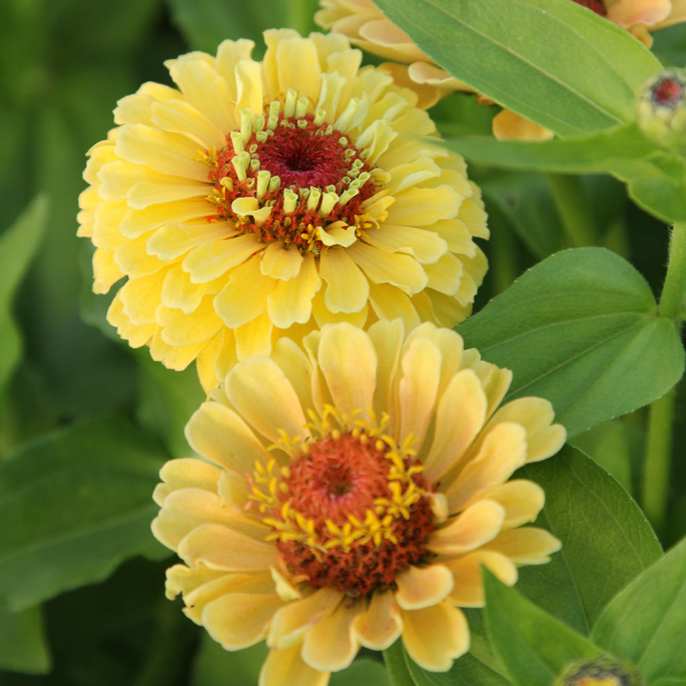 ansicht-bluehende-pflanze-zinnie-zinnia-elegans-‘queen-lime-peach‘-aus-der-gartenzauber-saatgutserie