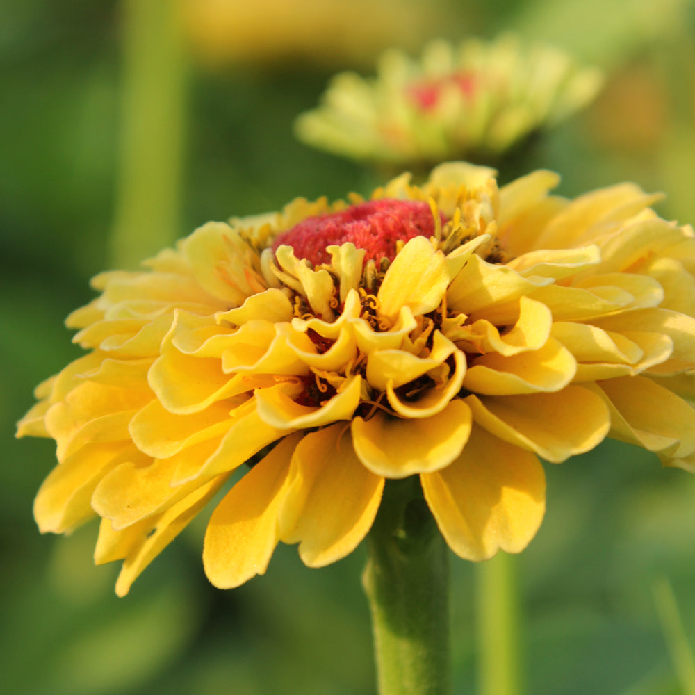 ansicht-bluehende-pflanze-zinnie-zinnia-elegans-‘queen-lime-peach‘-aus-der-gartenzauber-saatgutserie