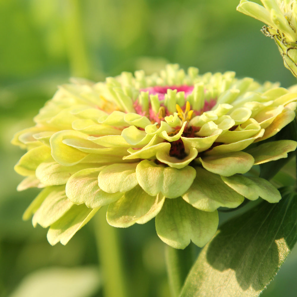 vorderansicht-saatguttuete-zinnie-zinnia-elegans-‘queen-lime-with-blush‘-aus-der-gartenzauber-saatgutserie